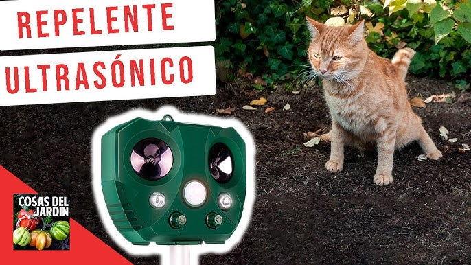 Cómo ahuyentar gatos callejeros? - 15 remedios no dañinos