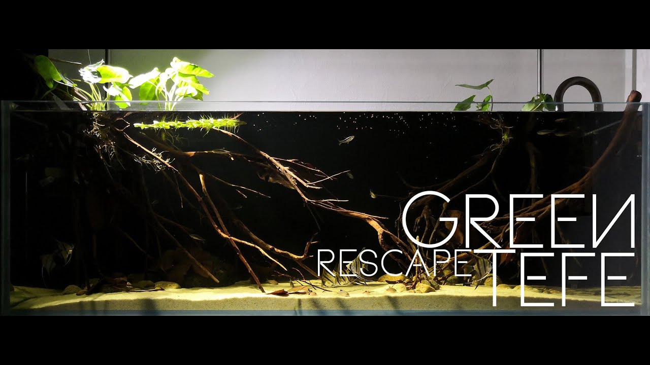 Rescape for My Green Tefe Wild Discus Tank - YouTube