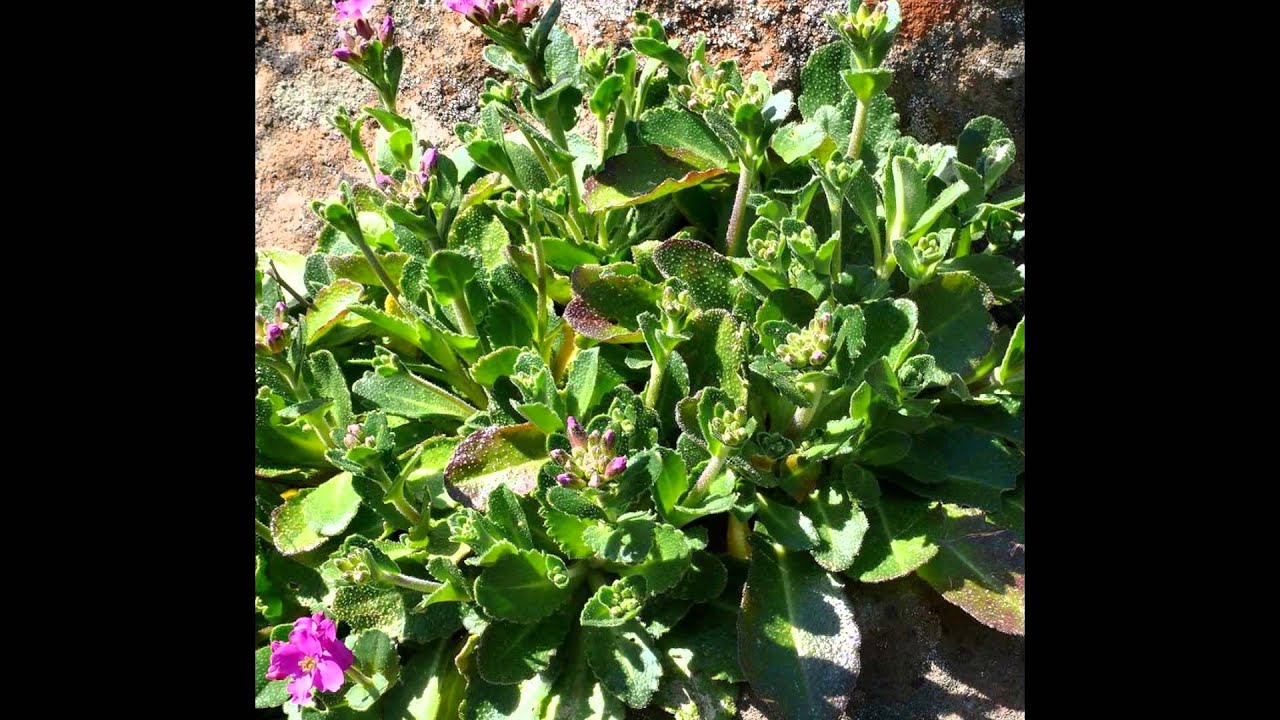 АРАБИС, или РЕЗУХА (ARABIS) сем. Крестоцветные