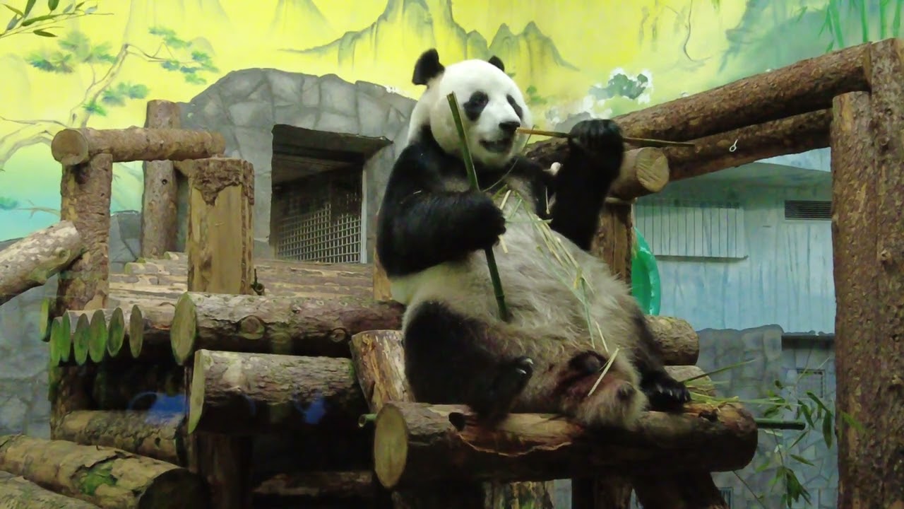 Панда. Московский зоопарк \\ Panda. Moscow Zoo - YouTube