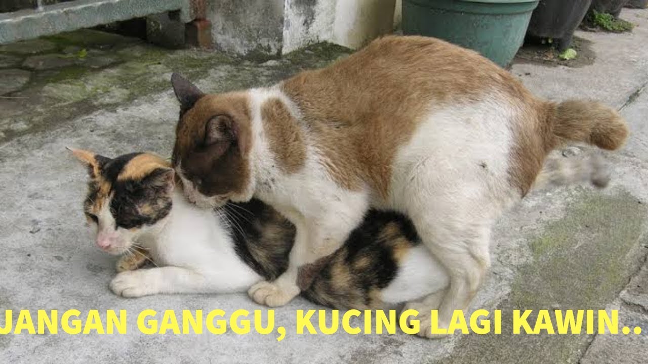 Kucing Siam Mix Kampung : Jual Anak Kucing Kampung Mix Lucu di Jakarta
