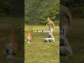 Kentucky Ballistics: The Thermonator Robot Dog Goes CRAZY! 🤖🔥😂 #shorts #funny #robot dog