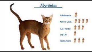 Top 10 Purr fect Facts About Abyssinian Cats by puspusmeowmeow 100 views 1 month ago 1 minute, 7 seconds