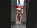 Can i come in 🤣🤣 #dog #funny #dog #pets #petlovers #shorts