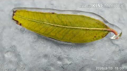 القارئ محمد ايوب مع تلاوة من سورة الانعام (وَعِندَهُ مَفاتِحُ الغَيبِ لا يَعلَمُها إِلّا هُوَ )