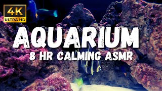 Relaxing aquarium ambience: Soothing Underwater ASMR In 4k Of Calm Coral Reef