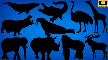 Guess the Shadow of Big Animals! 🐘🦒🐋 Fun Animal Quiz for Kids & Families | Learn with Shadows