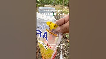 #Shorts Dặm Paclo Gốc, Xử Lí Xoài Tết 2026, Dự Kiến 19/8al Lên Thuốc Kích | VTK.CHANNEL