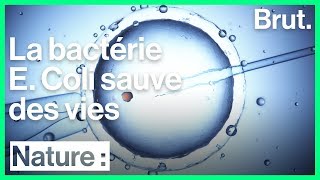 La bactérie E. Coli est l'un des êtres vivants les plus étudiés au monde