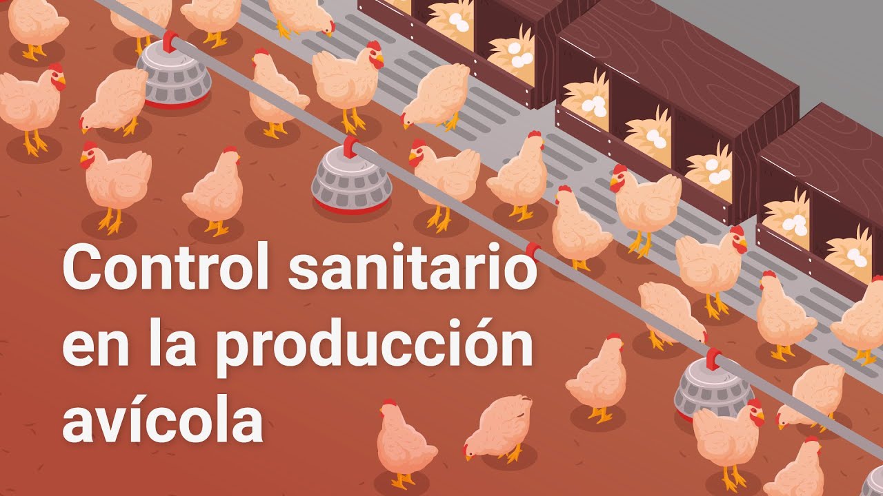 Control sanitario en la producción avícola - YouTube