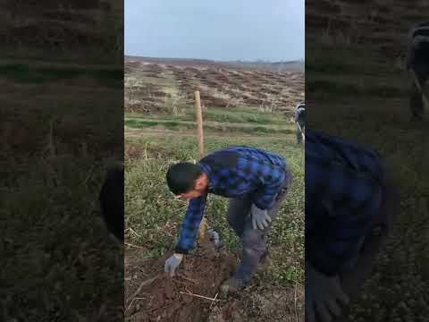 Video: Uyda petunya ko'chatlarini qanday ekish kerak