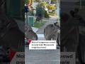 Mob of kangaroos crowd around Lake Macquarie neighbourhood