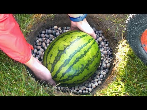 Video: Wie Man Wassermelonen Richtig Lagert