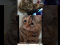 Oszukałam WŁASNEGO KOTA 😭 Kocia schizofrenia 😰 Przepraszam Wasze Koty 😓