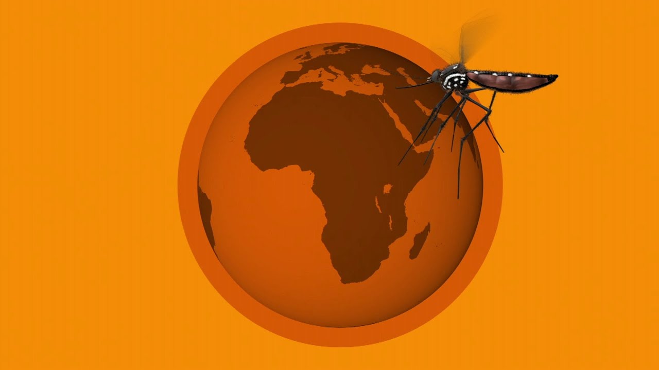 bbc news video How did Algeria become malaria free? - BBC What's New?