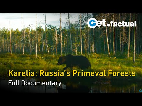 Video: Plants and animals of Karelia