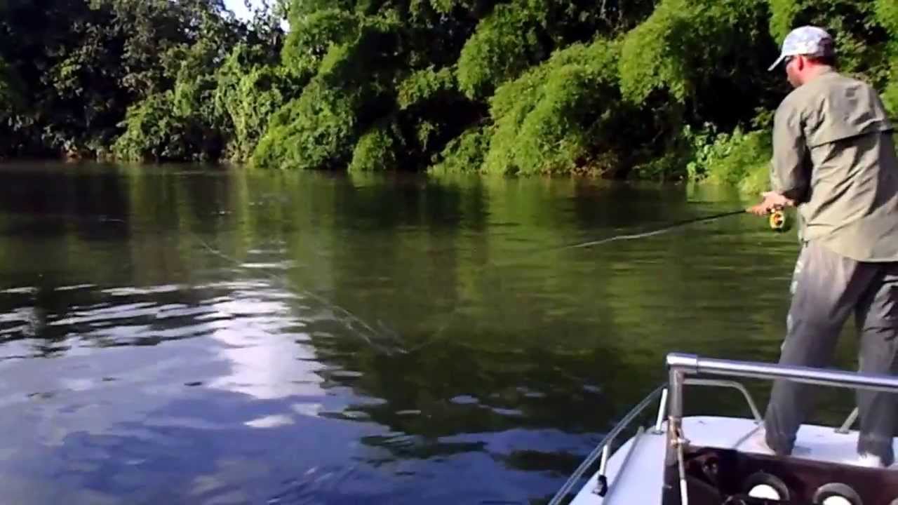 GUADELOUPE FLY FISHING YouTube