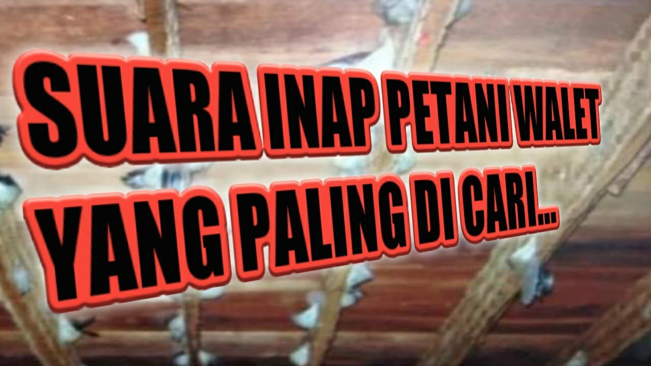 🔴Suara inap terbaik si terbukti petani walet | silahkan di sedot gratis