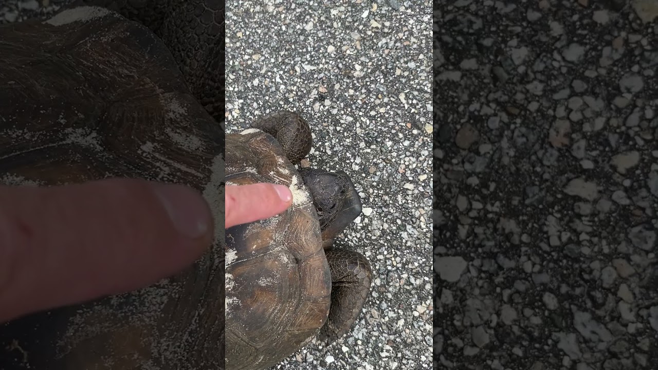 Identify a gopher tortoise by the square segment directly above their head 🐢