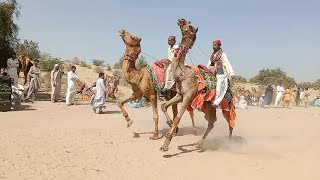 Camel racing traditional game of Sindh Sukkar  Hadar Shah thar screenshot 1