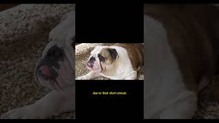 Different types of dogs. #shortsfeed #shortsviral #shortvideos #bulldogs #dachshunds