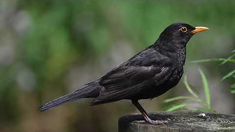 Common Blackbird Call ♥ Song/Sound | chirping/Singing Birds 1.30 Hour