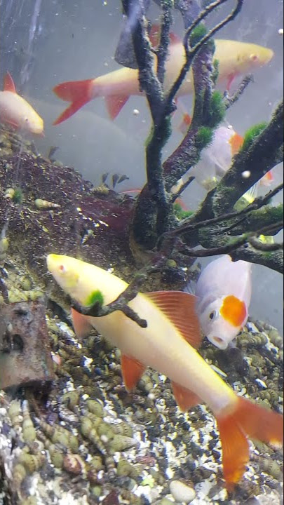 ikan berenang