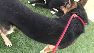 Trunks, Boba And New Female