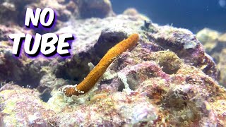 My Feather Duster Worm Crawled Out Of The Tube !!! - A1A Adventures
