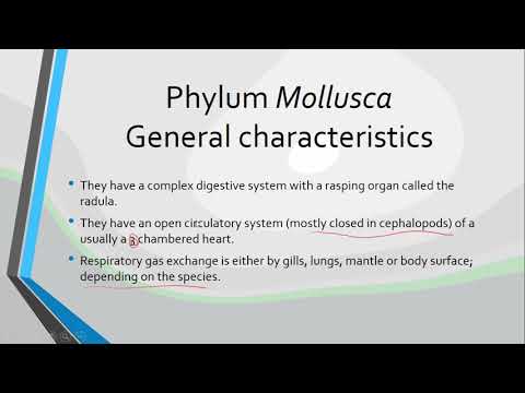 Zoology Mollusks lesson 1