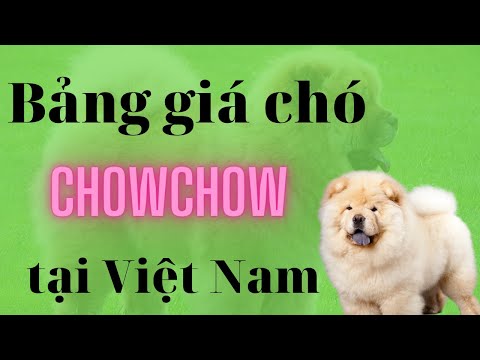 Video Bảng giá chó Chow Chow tại Việt Nam - youtube