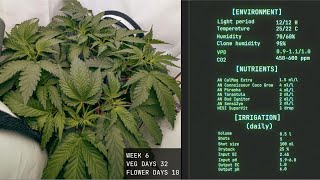 Solfire gardens - Trich Beast - Week 6