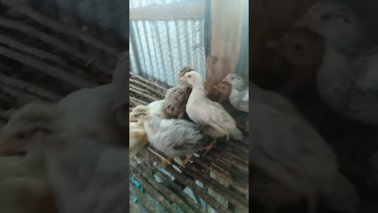 Two months old pure kienyeji chicks