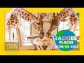 Giraffe Manor and Its Unique Features