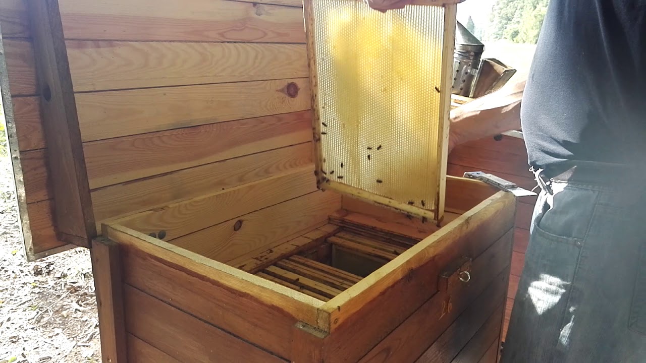 Pasieka Bartnik- Układanie gniazd do zimy