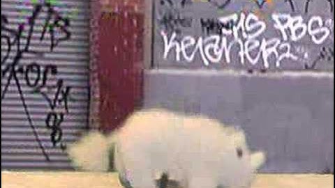 Chris Daly Sock Puppets Rhino Fable