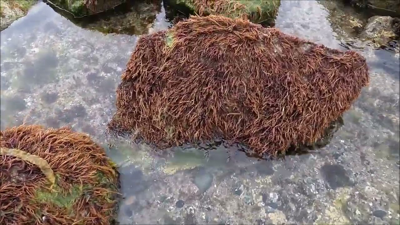 洋野町 種市海岸ふのり漁 2026！