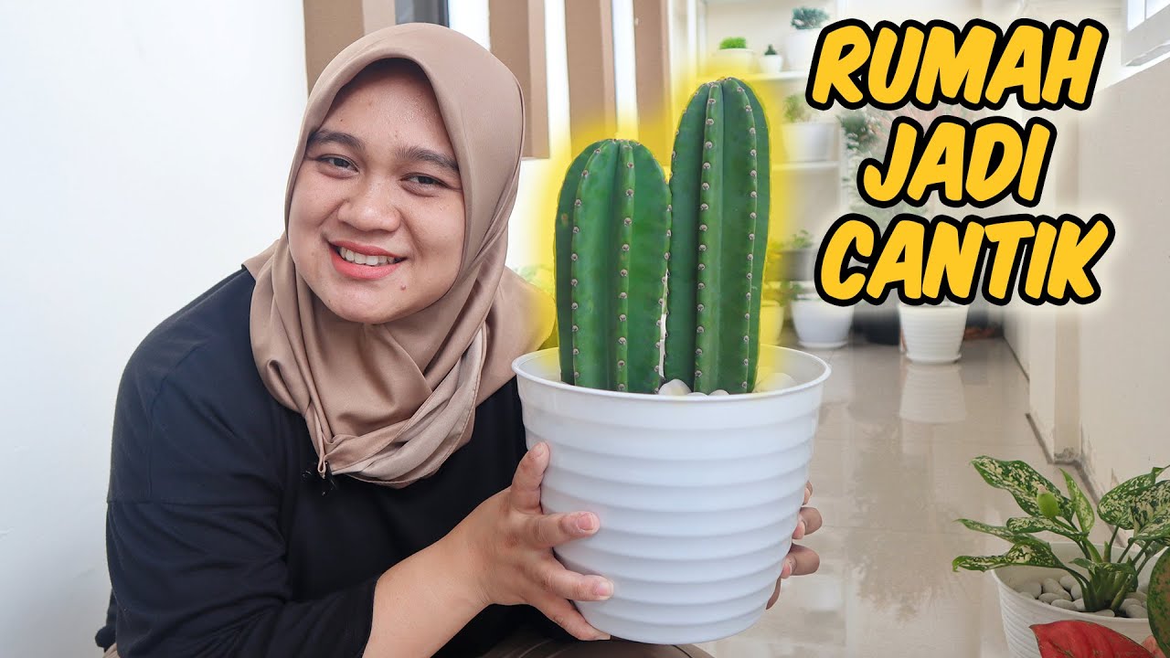 Cara Menanam Kaktus Koboi Mudah - Malanopa 
