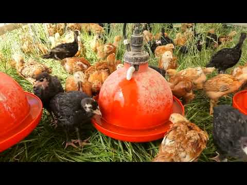 Rock Bottom Ranch: Moving Broiler Chicks to Pasture