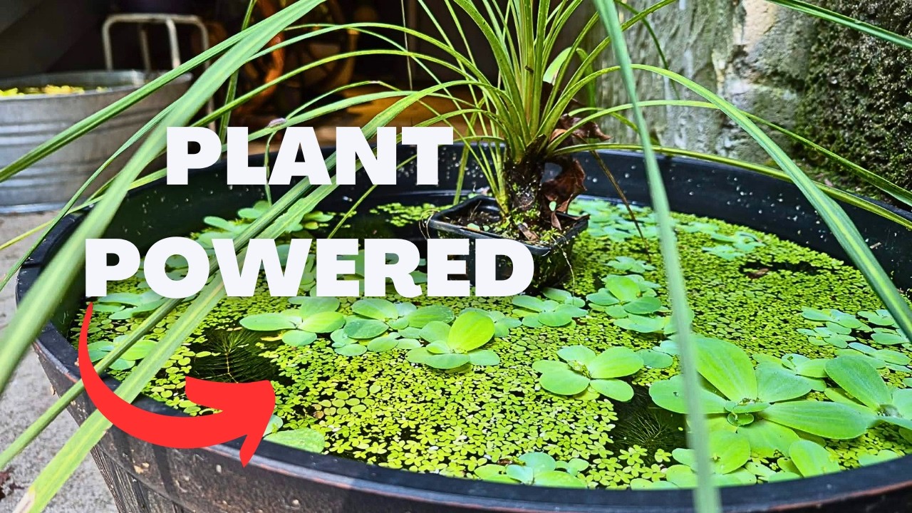 No Filter Mini Pond - Simple & Low Cost