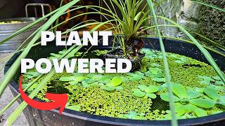 No Filter Mini Pond - Simple & Low Cost