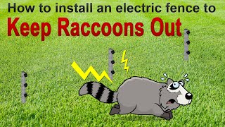 Keep Raccoons Away. How to Keep Raccoons Out From Your Yard With an Electric fence