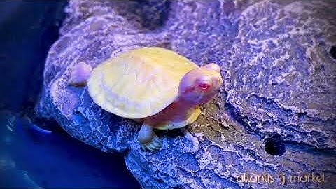 albino red eared slider turtle