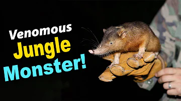 Meet the Solenodon: The Venomous, Ancient Mammal of the Jungle!