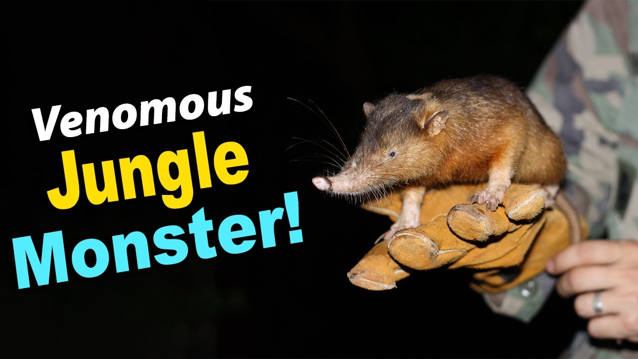 Meet the Solenodon: The Venomous, Ancient Mammal of the Jungle!