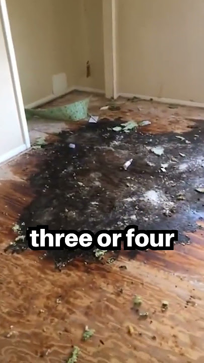 Watch how we tackle a 6-week-old biohazard #shorts