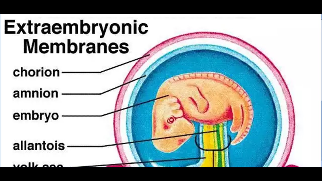EXTRA EMBRYONIC MEMBRANES