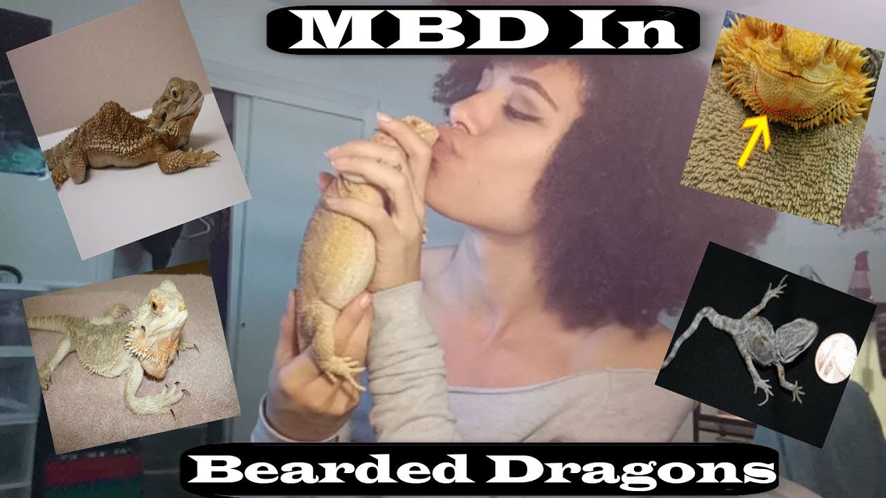 tyler rugge social blade MBD In Bearded Dragons
