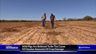 Wild Pigs Believed To Be Cause Of Crop Damage