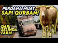 Giga Om IRUL Muat Sapi Qurban Sekalian Test Drive OmL33N6